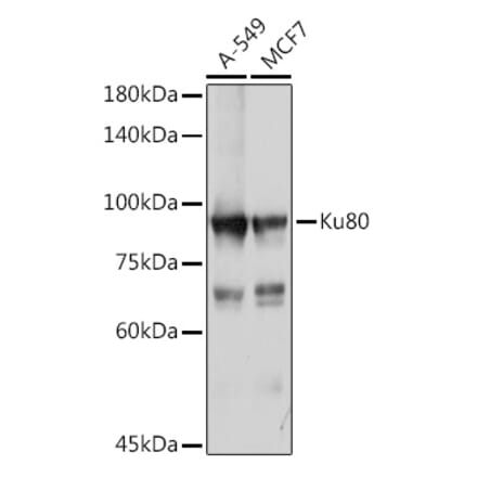 Western Blot - Anti-Ku80 Antibody (A9759) - Antibodies.com