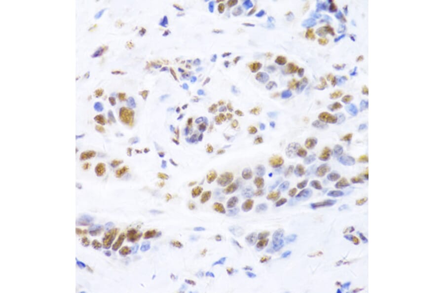 Immunohistochemistry - Anti-Ku80 Antibody (A9759) - Antibodies.com
