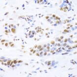 Immunohistochemistry - Anti-Ku80 Antibody (A9759) - Antibodies.com