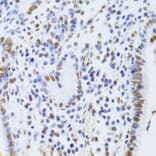 Immunohistochemistry - Anti-Ku80 Antibody (A9759) - Antibodies.com