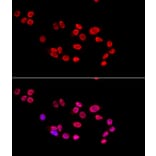 Immunofluorescence - Anti-Ku80 Antibody (A9759) - Antibodies.com