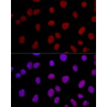 Immunofluorescence - Anti-Ku80 Antibody (A9759) - Antibodies.com