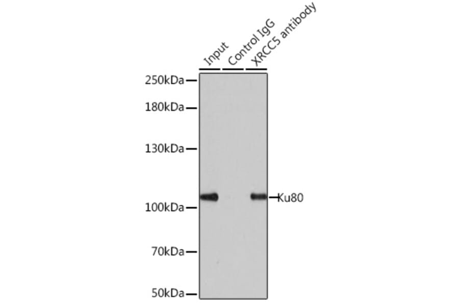 Western Blot - Anti-Ku80 Antibody (A9759) - Antibodies.com