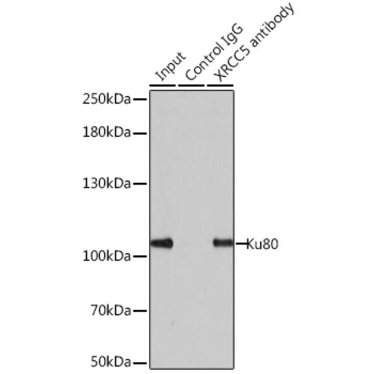 Western Blot - Anti-Ku80 Antibody (A9759) - Antibodies.com
