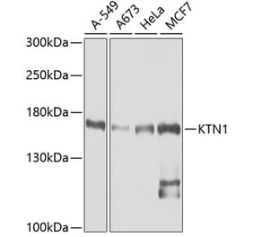 Western Blot - Anti-KTN1 Antibody (A5879) - Antibodies.com