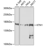 Western Blot - Anti-KTN1 Antibody (A5879) - Antibodies.com