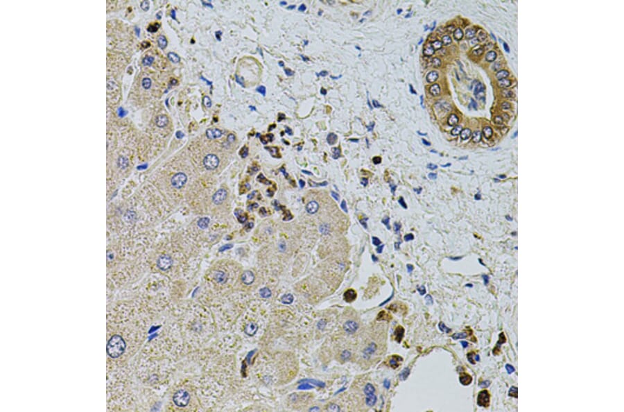 Immunohistochemistry - Anti-KTN1 Antibody (A5879) - Antibodies.com