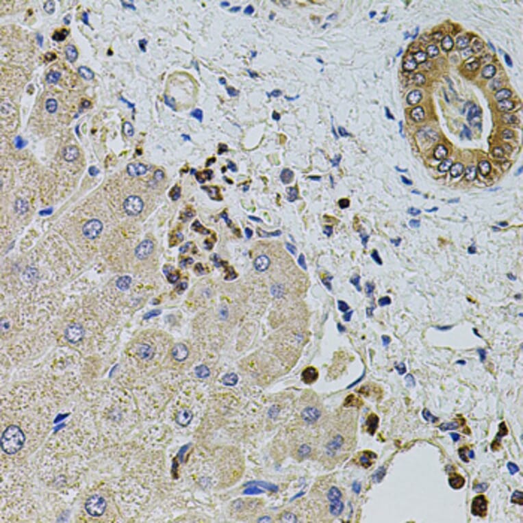 Immunohistochemistry - Anti-KTN1 Antibody (A5879) - Antibodies.com