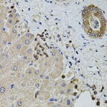 Immunohistochemistry - Anti-KTN1 Antibody (A5879) - Antibodies.com