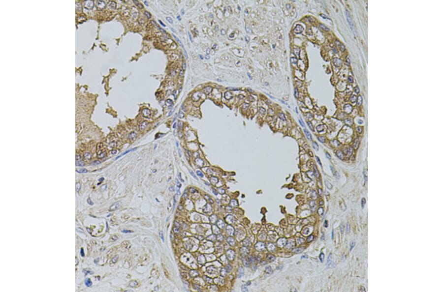 Immunohistochemistry - Anti-KTN1 Antibody (A5879) - Antibodies.com