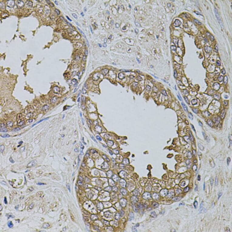 Immunohistochemistry - Anti-KTN1 Antibody (A5879) - Antibodies.com