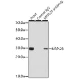 Western Blot - Anti-MRPL28 Antibody (A9764) - Antibodies.com