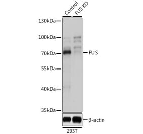 Western Blot - Anti-TLS/FUS Antibody (A9768) - Antibodies.com