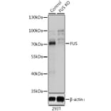 Western Blot - Anti-TLS/FUS Antibody (A9768) - Antibodies.com