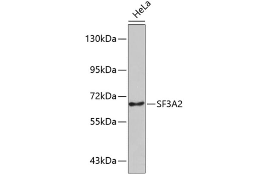 Western Blot - Anti-SF3A2 Antibody (A5944) - Antibodies.com