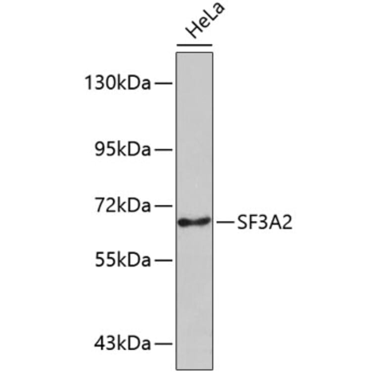 Western Blot - Anti-SF3A2 Antibody (A5944) - Antibodies.com