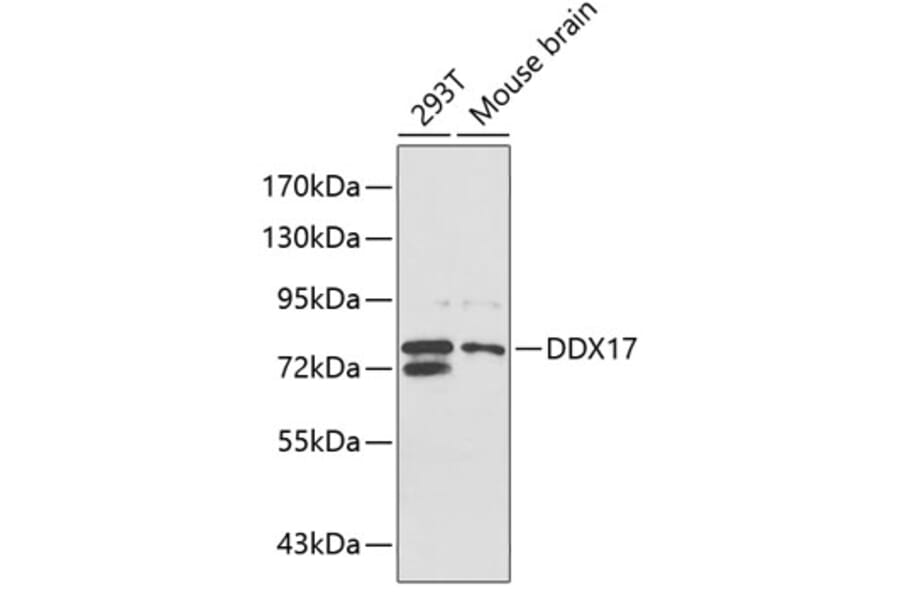 Western Blot - Anti-DDX17 Antibody (A5957) - Antibodies.com