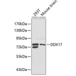 Western Blot - Anti-DDX17 Antibody (A5957) - Antibodies.com