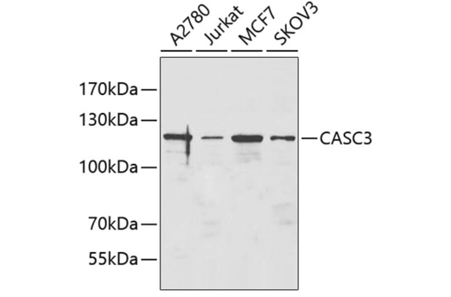 Western Blot - Anti-CASC3 Antibody (A5967) - Antibodies.com