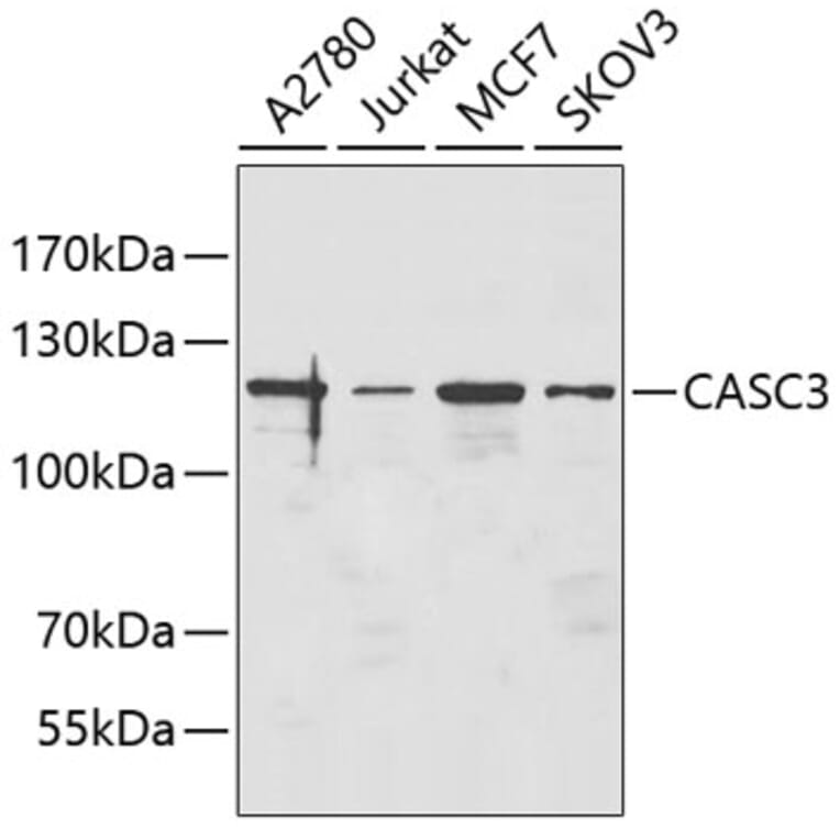 Western Blot - Anti-CASC3 Antibody (A5967) - Antibodies.com