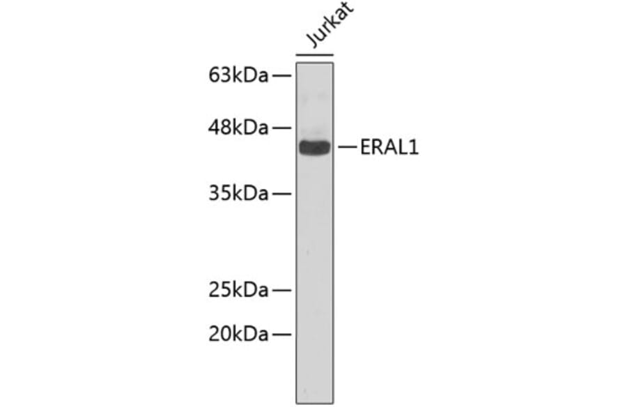 Western Blot - Anti-ERAL1 Antibody (A5974) - Antibodies.com