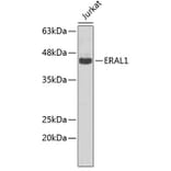 Western Blot - Anti-ERAL1 Antibody (A5974) - Antibodies.com