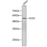 Western Blot - Anti-SCG3 Antibody (A5980) - Antibodies.com