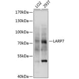Western Blot - Anti-LARP7 Antibody (A5983) - Antibodies.com