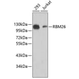 Western Blot - Anti-RBM26 Antibody (A5997) - Antibodies.com