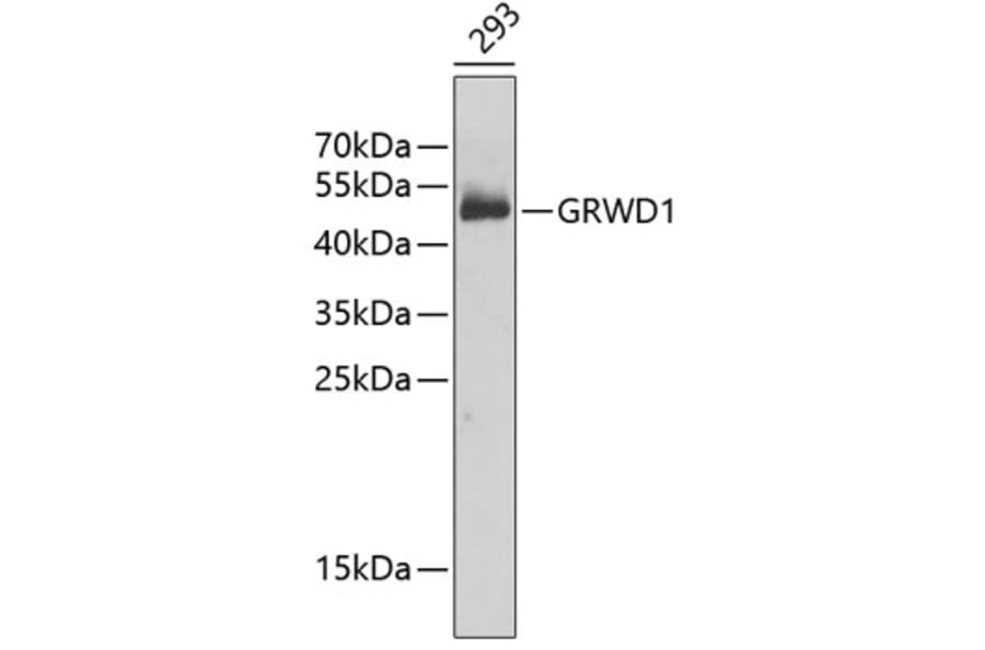 Western Blot - Anti-GRWD1 Antibody (A6002) - Antibodies.com