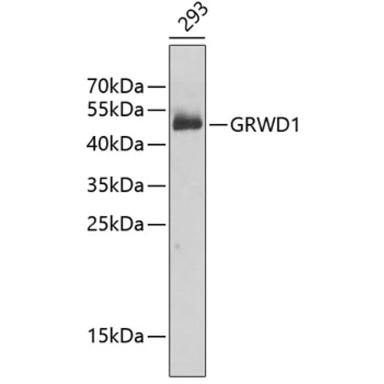 Western Blot - Anti-GRWD1 Antibody (A6002) - Antibodies.com