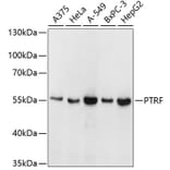 Western Blot - Anti-PTRF Antibody (A6007) - Antibodies.com
