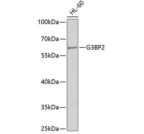 Western Blot - Anti-G3BP2 Antibody (A9787) - Antibodies.com