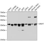 Western Blot - Anti-SRSF7 Antibody (A6069) - Antibodies.com