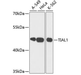 Western Blot - Anti-TIAL1 Antibody (A9790) - Antibodies.com