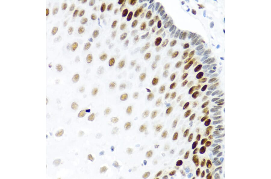 Immunohistochemistry - Anti-SLM-1 Antibody (A9793) - Antibodies.com
