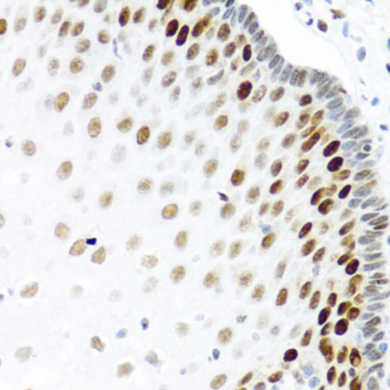 Immunohistochemistry - Anti-SLM-1 Antibody (A9793) - Antibodies.com