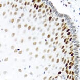 Immunohistochemistry - Anti-SLM-1 Antibody (A9793) - Antibodies.com