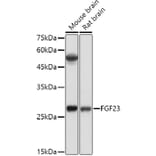 Western Blot - Anti-FGF 23 Antibody (A9796) - Antibodies.com