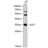 Western Blot - Anti-Azurocidin Antibody (A9797) - Antibodies.com