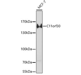 Western Blot - Anti-EMSY Antibody (A9800) - Antibodies.com