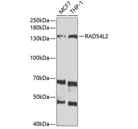 Western Blot - Anti-ARIP4 Antibody (A9802) - Antibodies.com