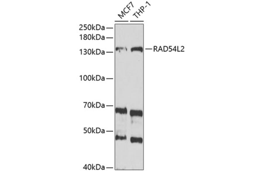 Western Blot - Anti-ARIP4 Antibody (A9802) - Antibodies.com