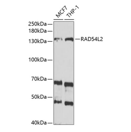 Western Blot - Anti-ARIP4 Antibody (A9802) - Antibodies.com