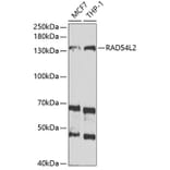Western Blot - Anti-ARIP4 Antibody (A9802) - Antibodies.com