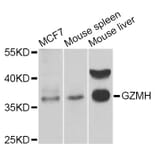 Western Blot - Anti-GZMH Antibody (A6154) - Antibodies.com