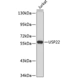 Western Blot - Anti-USP22 Antibody (A6173) - Antibodies.com