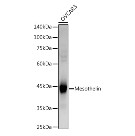 Western Blot - Anti-Mesothelin Antibody (A9809) - Antibodies.com
