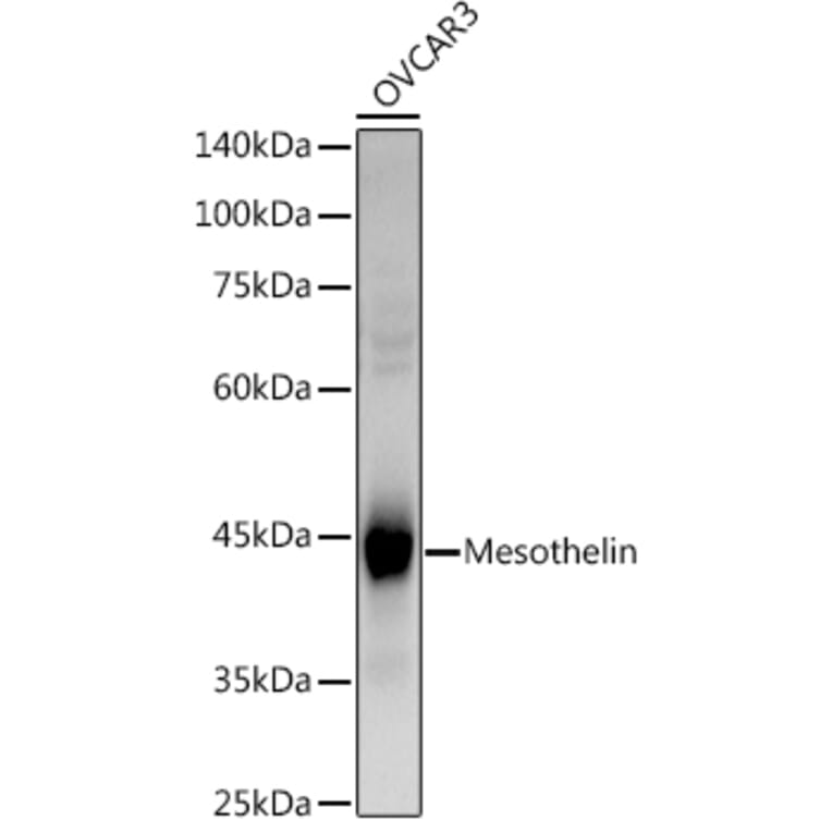 Western Blot - Anti-Mesothelin Antibody (A9809) - Antibodies.com