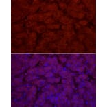 Immunofluorescence - Anti-UGT1A1 Antibody (A9810) - Antibodies.com